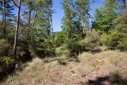 Rayburn Country Tract 205