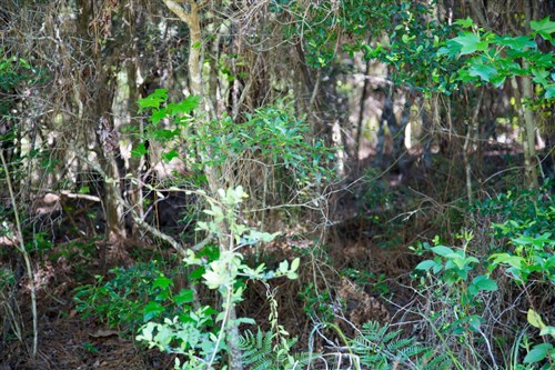 Rayburn Country Tract 285