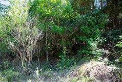 Rayburn Country Tract 285