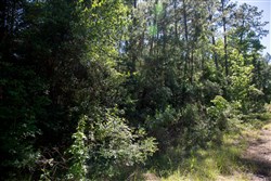 Rayburn Country Tract 285