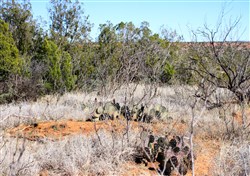 property photo for Red Rock Ranch Tract 14, 64.01 acres for sale in Knox County, Texas