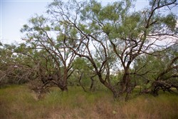 property photo for Hunters Ranch Tract 4, 11.15 acres for sale in McCulloch County, Texas
