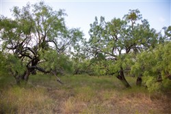 property photo for Hunters Ranch Tract 4, 11.15 acres for sale in McCulloch County, Texas