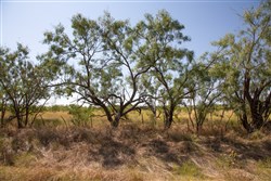 property photo for Hunters Ranch Tract 6, 11.4 acres for sale in McCulloch County, Texas