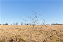 Wishing Star Ranch Tract 10