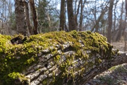 Wishing Star Ranch Tract 65