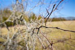 Wishing Star Ranch Tract 85