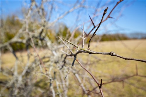 Wishing Star Ranch Tract 85
