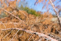 Wishing Star Ranch Tract 85